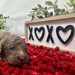 Double Doodle and Goldendoodle Puppies from Sturgeon River Doodles