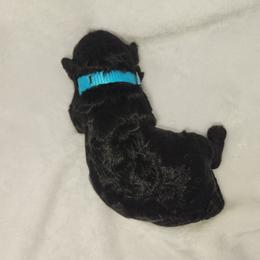 Teal - Black female Goldendoodle puppy in Webster, New York from Sacred Heart Doodles