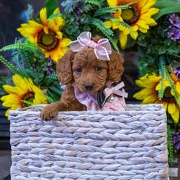 Aria - Red female Cavapoo puppy in Maple Falls, Washington from Daisy’s Cuddly Cavapoo