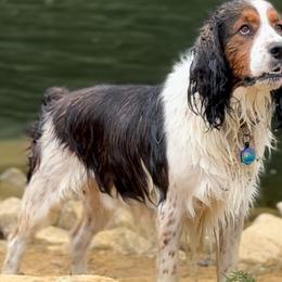 Maverick - English Springer Spaniel