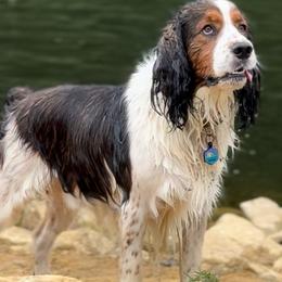 Maverick - English Springer Spaniel