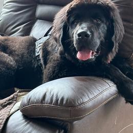 Newfoundland All Grown Up from Lucky Stone Farm Newfoundlands