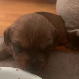 Coco Chanel - White and tan female Russell Terrier puppy in Orange, Virginia from Woodside