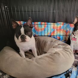 Boston Terrier Puppies from Big Sky Bostons