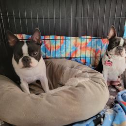 Boston Terrier Puppies from Big Sky Bostons