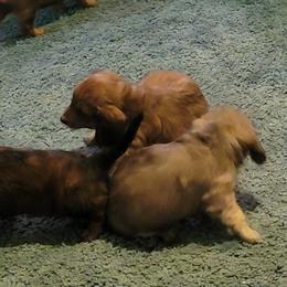Dachshund Puppies from CLARK'S BREEDING PROGRAM