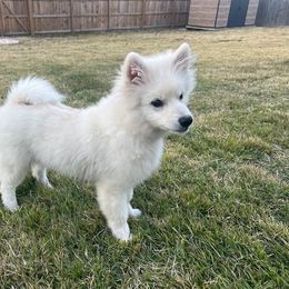 White keeshond - White male Keeshond puppy in Fayetteville, Tennessee from Erbekees-Keeshonden