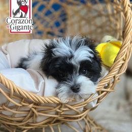 Jinu - Parti male Yorkshire Terrier puppy in California from Corazon de gigante