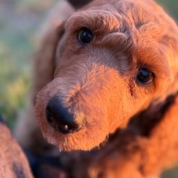 'Trigger': Muddy Foots Ready to Fire - Apricot male Poodle puppy in Orlando, Florida from Sabrina Beck