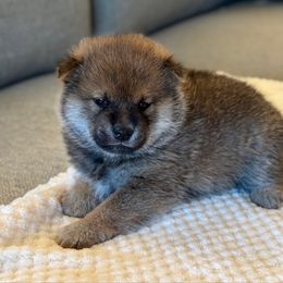 Aki - Red male Shiba Inu puppy in Houston, Texas from Sakura Blossom Shibas