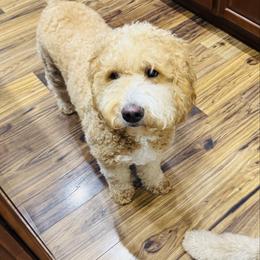 Lainey - Goldendoodle