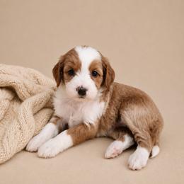 Monica - Red  female Goldendoodle puppy in Floyd, Virginia from Hearts and Paws Poodles and Doodles