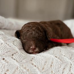 Apple - Brown and white female Bernedoodle puppy in Maricopa, Arizona from Desert Ridge Doodles