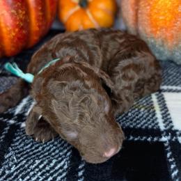 Peppermint Patty - Chocolate female Goldendoodle puppy in Hobbs, New Mexico from Penny Doodles