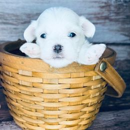Naomi - White female Mal-Shi puppy in Tampa Bay, Florida from Woodpecker Ridge Pups