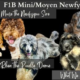 Newfoundland Puppies from KelleyDoodles