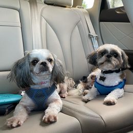 Shih Tzus from AB Cleveland Pups
