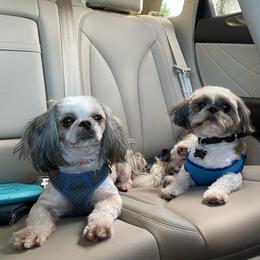 Shih Tzus from AB Cleveland Pups