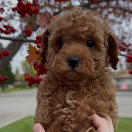 Charlie Brown - Apricot male Assorted Doodle Crosses puppy in Yuba City, California from Lucky Day Doodles