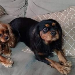 Dixie - Cavalier King Charles Spaniel