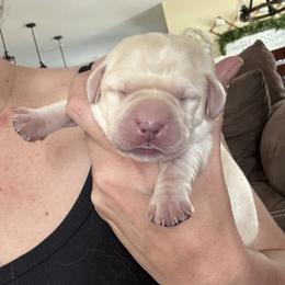 Blue Collar - Yellow male Labrador Retriever puppy in Callahan, Florida from Black Bell Labrador Retrievers