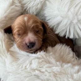 Holden - Red male Cavapoo puppy in Preston, Idaho from Rocking JH Pup Co