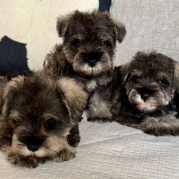 Girl 4 - Salt and pepper female Miniature Schnauzer puppy in Wildomar, California from My Angel Schnauzers