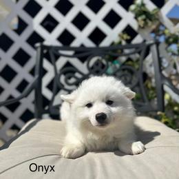 Onyx - White male American Eskimo Dog puppy in Hesperia, California from Bella's American Eskimos