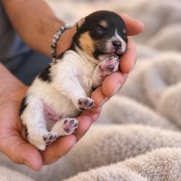 Pomeranian Puppies from Rebecca Mendoza