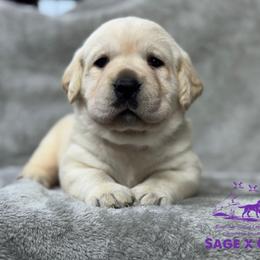 Purple collar - Yellow female Labrador Retriever puppy in Beaverdam, Virginia from Riverside Sunset Labrador Retrievers