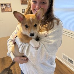 Fox- Sable Male - Sable and white male American Corgi puppy in Chippewa Falls, Wisconsin from Dazie Lou’s Corgis