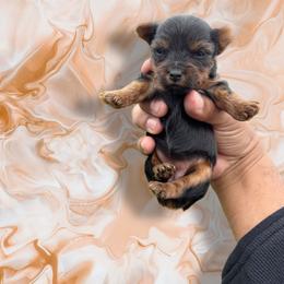 Marble - Black and tan female Yorkshire Terrier puppy in Pomona, California from Lunio's Yorkies