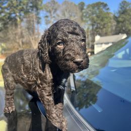 Chicago - Cafe au lait male Poodle puppy in Atlanta, Georgia from Syren House Doodles & Poodles