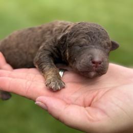 Boone - Chocolate male Labradoodle puppy in St George, Utah from Terra's Swann's Kennels