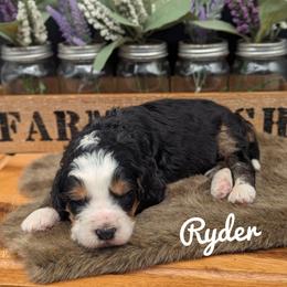 Ryder - Tri-color male Bernedoodle puppy in Lancaster, Minnesota from Richardville Hunde