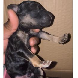 Atlas - Phantom male Poodle puppy in Corona, California from Garden Of Poodles
