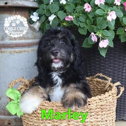 Marley - Phantom male Bernedoodle puppy in Heyworth, Illinois from Cobble Creek Puppies