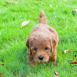 Goldendoodle Puppies from OodlesODoodles