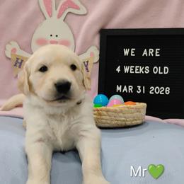 Green collar boy - Light golden male Golden Retriever puppy in Rochester, Washington from Grand Mound Goldens