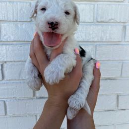 Sheepadoodle Puppies from Jonsies Pups