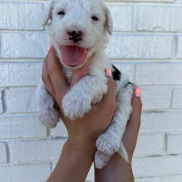 Sheepadoodle Puppies from Jonsies Pups