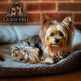 Beatryx - Yorkshire Terrier