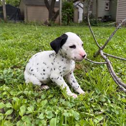 Eucalyptus - White and black male Dalmatian puppy in Des Moines, Iowa from Spot Splattered Dalmatians