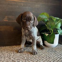 Ranger - Liver roan male German Shorthaired Pointer puppy in Ulen, Minnesota from North Wind Gundogs