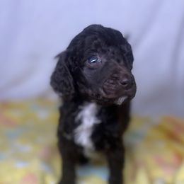 Jack - Brown male Poodle puppy in Wolf Creek, Oregon from Dejah Bleu Kennels