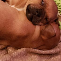 Bull Terrier and Staffordshire Bull Terrier Puppies from Courstaff Staffords