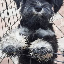 Miniature Schnauzers from Bearded Dynasty Schnauzers