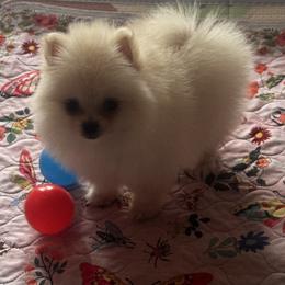 Rosemary - White female Pomeranian puppy in Harrisonville, Missouri from Cindy's Pomeranians