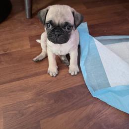 Clover - Fawn male Pug puppy in Moorefield, West Virginia from Wratchford Farms