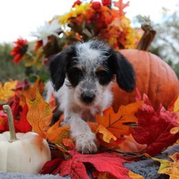 Chip - Black and white male Aussiedoodle puppy in Hopkins, Missouri from Mowry Creek Mini Aussiedoodles and More